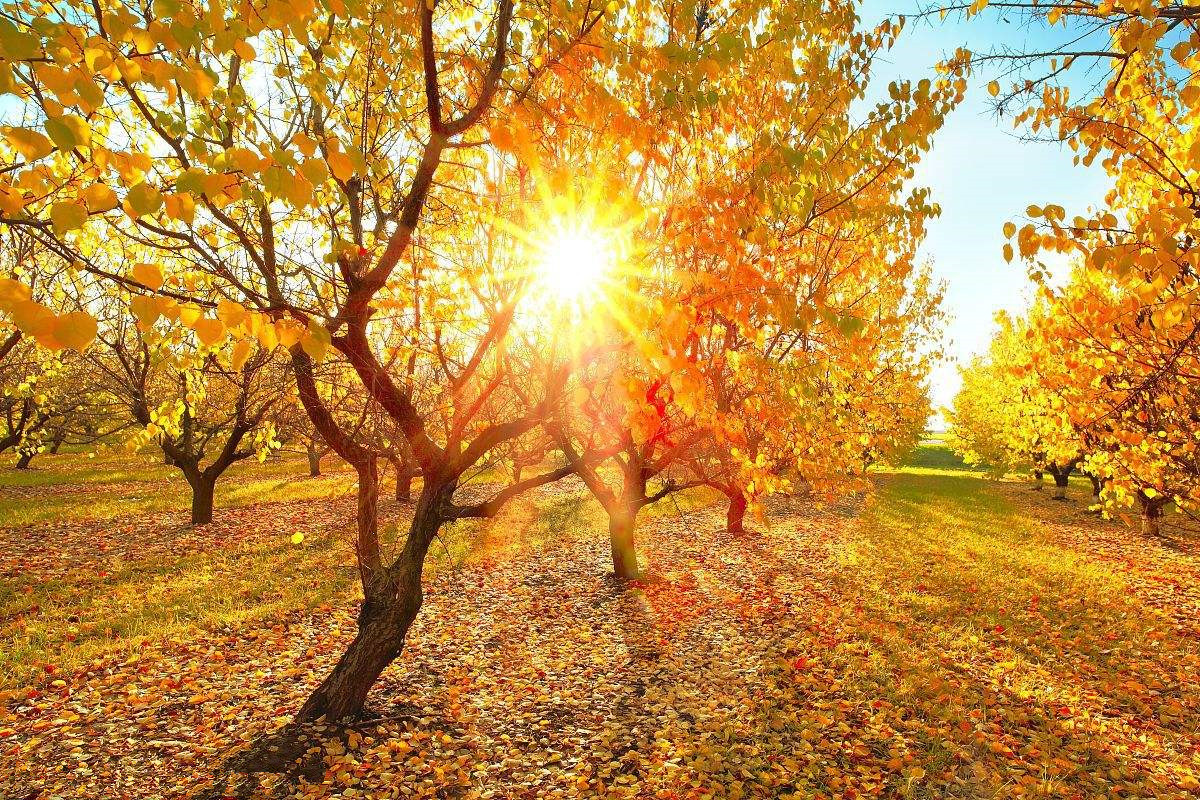 為什么秋季裝修異味這么重？甲醛超標怎么辦