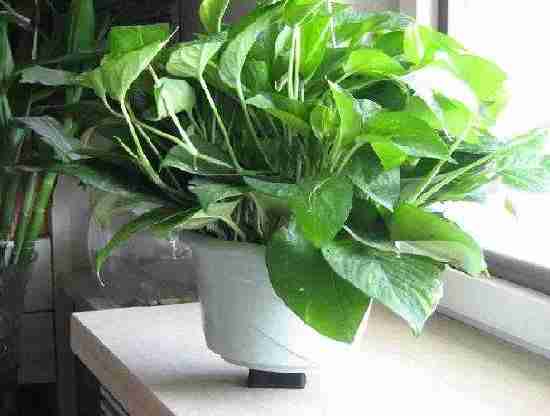 如何除甲醛更加經濟實惠省心省力 如何除甲醛更加經濟實惠省心省力