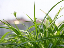 不適合室內種植的植物有哪些