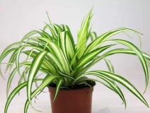 去除甲醛的綠植有哪些?你家里有嗎？